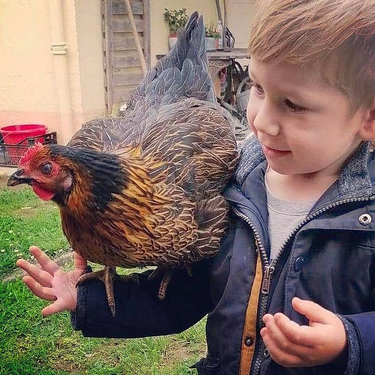 Eliot participe au concours pour gagner de l'argent avec cette photo : beak, beauty, bird, chicken, comb, face, feather, fowl, galliformes, grass, hand, happy, jacket, organ, person, phasianidae, plant, poultry, rooster, smile
