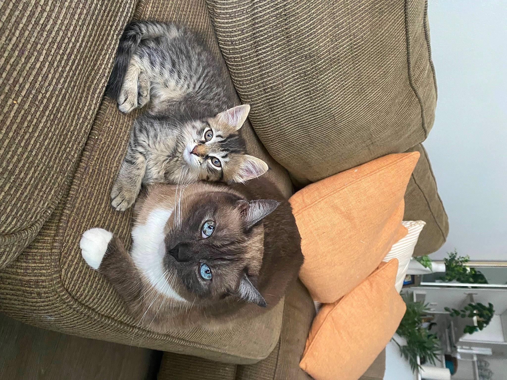 Harlow joined the competition — help win amazing prizes! bag, baggage, carnivore, cat, cat_bed, cat_supply, comfort, domestic_short_haired_cat, fawn, felidae, fur, grey, hat, luggage_and_bags, plant, small_to_medium_sized_cats, tail, whiskers, wood