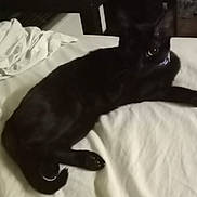 Shady Lady joined the competition — help win amazing prizes! cat, black_cat, pet, bed, sheet, bedding, mattress, collar, paw, tail, whiskers, fur, eye, indoor, bedroom, reclining, relaxed, cozy, sleepy, domestic_animal