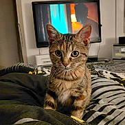 Youna participe au concours pour gagner de l'argent avec cette photo : cat, kitten, tabby, bed, blanket, striped, indoor, television, furniture, cozy, pet, animal, curious, young, cute, ears, whiskers, eyes, soft_lighting, room
