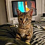 cat, kitten, tabby, bed, blanket, striped, indoor, television, furniture, cozy, pet, animal, curious, young, cute, ears, whiskers, eyes, soft_lighting, room