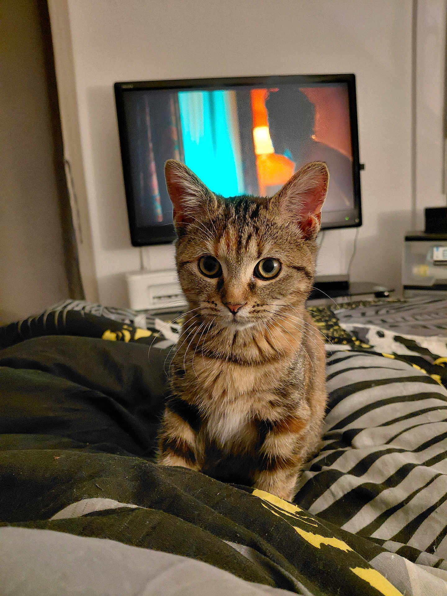 Youna participe au concours pour gagner de l'argent avec cette photo : cat, kitten, tabby, bed, blanket, striped, indoor, television, furniture, cozy, pet, animal, curious, young, cute, ears, whiskers, eyes, soft_lighting, room