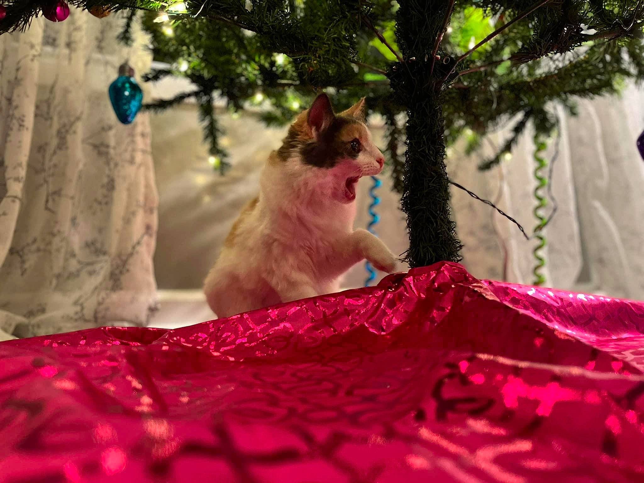 Iris is registered to the contest to win money with this photo: carnivore, companion_dog, event, fawn, felidae, fun, fur, grass, happy, holiday, leisure, magenta, pink, plant, recreation, small_to_medium_sized_cats, tail, tree, whiskers, wildlife