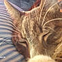 cat, sleeping, close_up, whiskers, striped_fabric, person, face, ears, fur, resting, indoors, blurred, soft_light, head, pet, animal, cozy, relaxed, comfort, domestic