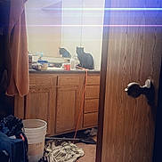 Sylvester joined the competition — help win amazing prizes! bathroom, black_cat, bucket, cabinet, cat, clothes, clutter, countertop, door, doorknob, floor, household, indoor, lighting_effect, messy, mirror, orange_cord, plastic_bottle, reflection, towel