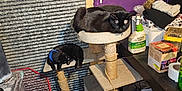 Sylvester joined the competition — help win amazing prizes! black_cat, blue_collar, cardboard_box, cat_napping, cat_perched, cat_tree, cleaning_supplies, cluttered_room, cords, fabric, household_items, indoor, pet_accessories, plastic_container, purple_wall, relaxed_cat, scratching_post, sitting_cat, spray_bottle, wooden_floor