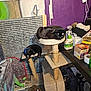 Sylvester joined the competition — help win amazing prizes! black_cat, cat_tree, indoor, purple_wall, household_items, cat_perched, cat_napping, blue_collar, cluttered_room, spray_bottle, cleaning_supplies, cardboard_box, scratching_post, pet_accessories, wooden_floor, fabric, cords, plastic_container, sitting_cat, relaxed_cat