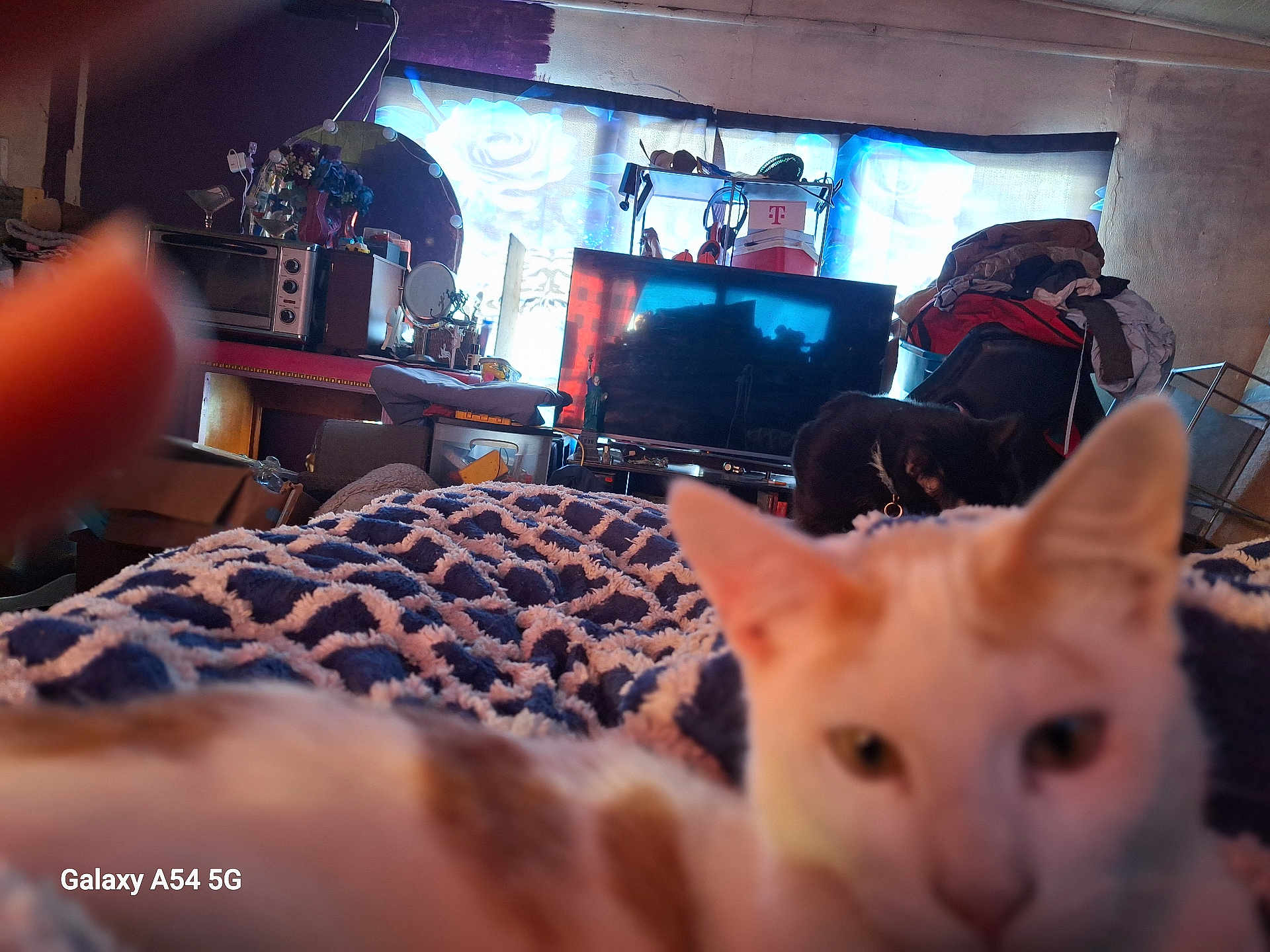 Cloud is registered to the contest to win money with this photo: cat, blanket, indoor, television, furniture, clutter, black_cat, white_cat, pattern, room, household_items, fabric, electronics, mirror, stacked_clothes, window, curtain, table, sitting, pet