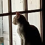 Cloud joined the competition — help win amazing prizes! cat, window, silhouette, indoor, light, shadow, pet, animal, feline, quiet, contemplative, looking_out, glass, pane, wood, sill, domestic, calm, side_view, resting