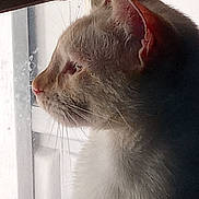 Cloud joined the competition — help win amazing prizes! cat, pet, animal, window, side_view, fur, whiskers, indoor, light, profile, domestic_cat, closeup, looking_out, natural_light, quiet, contemplative, feline, mammal, soft_light, peaceful