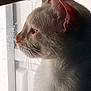 animal, cat, closeup, contemplative, domestic_cat, feline, fur, indoor, light, looking_out, mammal, natural_light, peaceful, pet, profile, quiet, side_view, soft_light, whiskers, window