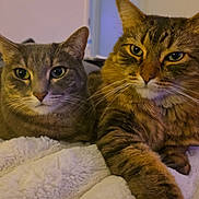 Peaches And Patches is registered to the contest to win money with this photo: cat, tabby, indoor, pet, fur, whiskers, eyes, relaxed, cozy, blanket, sleepy, closeup, two_cats, feline, domestic_animal, mammal, paw, companion, resting, household