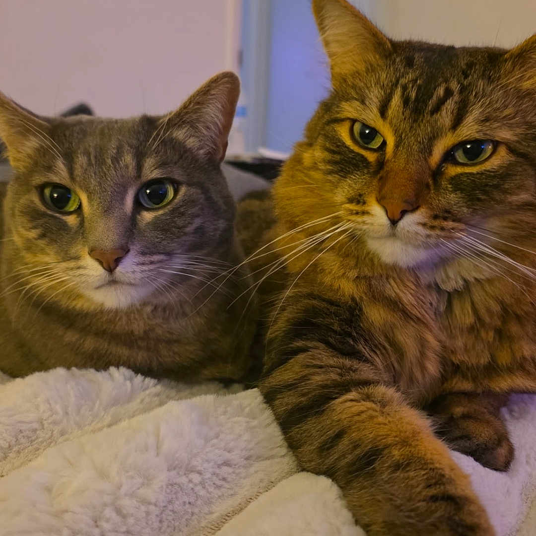 Peaches And Patches is registered to the contest to win money with this photo: blanket, cat, closeup, companion, cozy, domestic_animal, eyes, feline, fur, household, indoor, mammal, paw, pet, relaxed, resting, sleepy, tabby, two_cats, whiskers