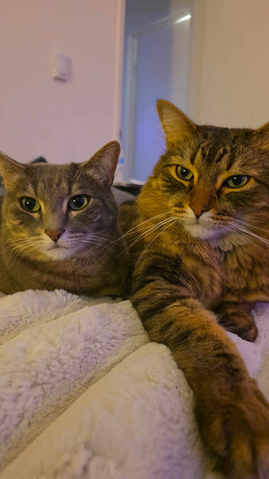 Peaches And Patches is registered to the contest to win money with this photo: cat, tabby, indoor, pet, fur, whiskers, eyes, relaxed, cozy, blanket, sleepy, closeup, two_cats, feline, domestic_animal, mammal, paw, companion, resting, household