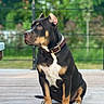 Akira a rejoint le concours — aidez-le/la à gagner de superbes lots ! alert, animal, black_coat, canine, collar, companion, daylight, dog, domestic_animal, ears_up, fence, greenery, nature, outdoor, pet, portrait, side_view, sitting, tan_markings, wooden_deck