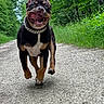 Akira participe au concours pour gagner de l'argent avec cette photo : animal, canine, collar, daytime, dog, ears, excited, forest, grass, greenery, happy, muzzle, nature, outdoor, path, pet, running, tongue_out, trees, walking