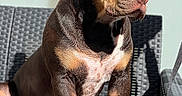 Akira a rejoint le concours — aidez-le/la à gagner de superbes lots ! animal, brown_coat, calm, closeup, companion, daylight, dog, domestic_animal, muscular, outdoor_furniture, paw, pet, portrait, serene, shadow, short_fur, sitting, sunlight, tan_markings, woven_chair