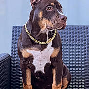 Akira a rejoint le concours — aidez-le/la à gagner de superbes lots ! alert, brown_dog, brown_fur, calm, canine, dog, domestic_animal, ears, furniture, gold_chain, looking_away, outdoor_chair, paws, pet, portrait, puppy, short_hair, sitting, white_chest, woven_chair