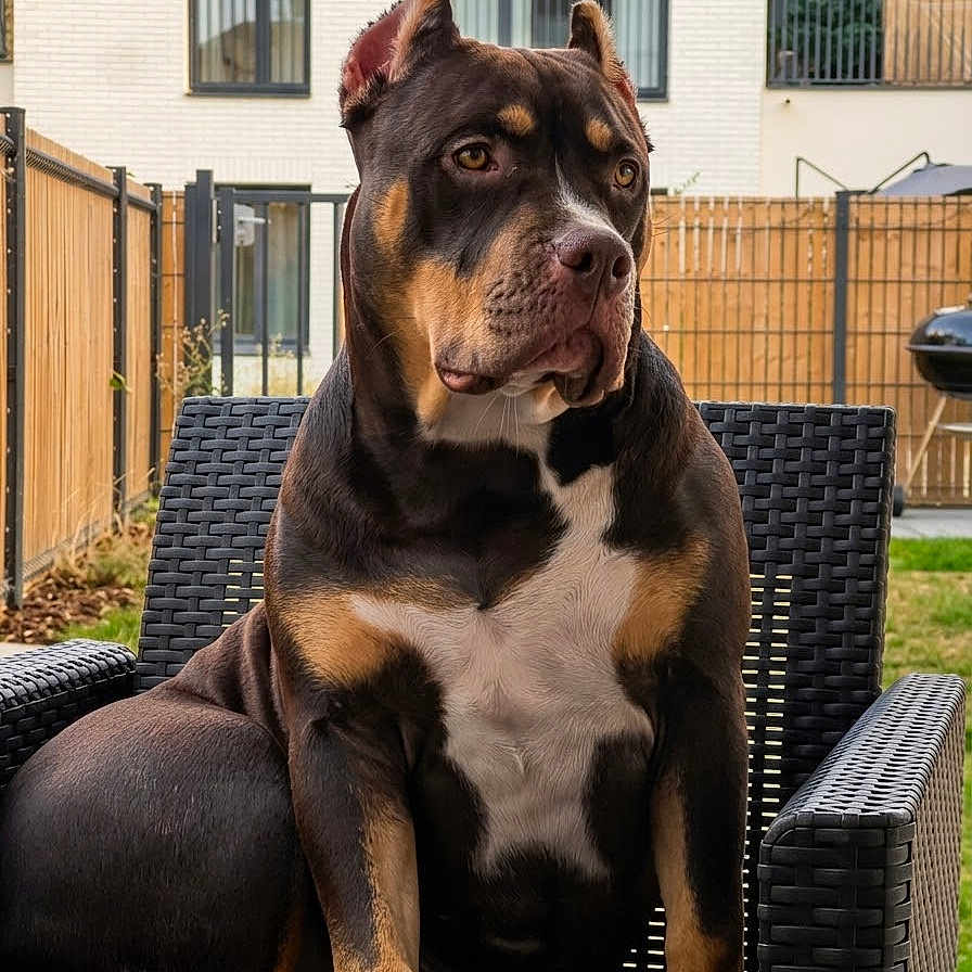 Akira