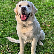 Volt participe au concours pour gagner de l'argent avec cette photo : animal, canine, collar, cute, dog, ears, friendly, fur, golden_retriever, grass, happy, mammal, nature, outdoor, pet, playful, sitting, smiling, tongue, tongue_out