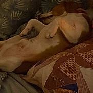 Jull participe au concours pour gagner de l'argent avec cette photo : dog, bed, pillow, blanket, sleeping, indoor, cozy, brown, white, pattern, fabric, resting, animal, pet, comfort, furniture, relaxing, canine, quiet, home