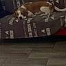 Jull a rejoint le concours — aidez-le/la à gagner de superbes lots ! dog, couch, indoor, pet, resting, brown_and_white, floor, blanket, furniture, home, relaxed, sleepy, animal, canine, living_room, patterned, domestic, comfort, laying, quiet