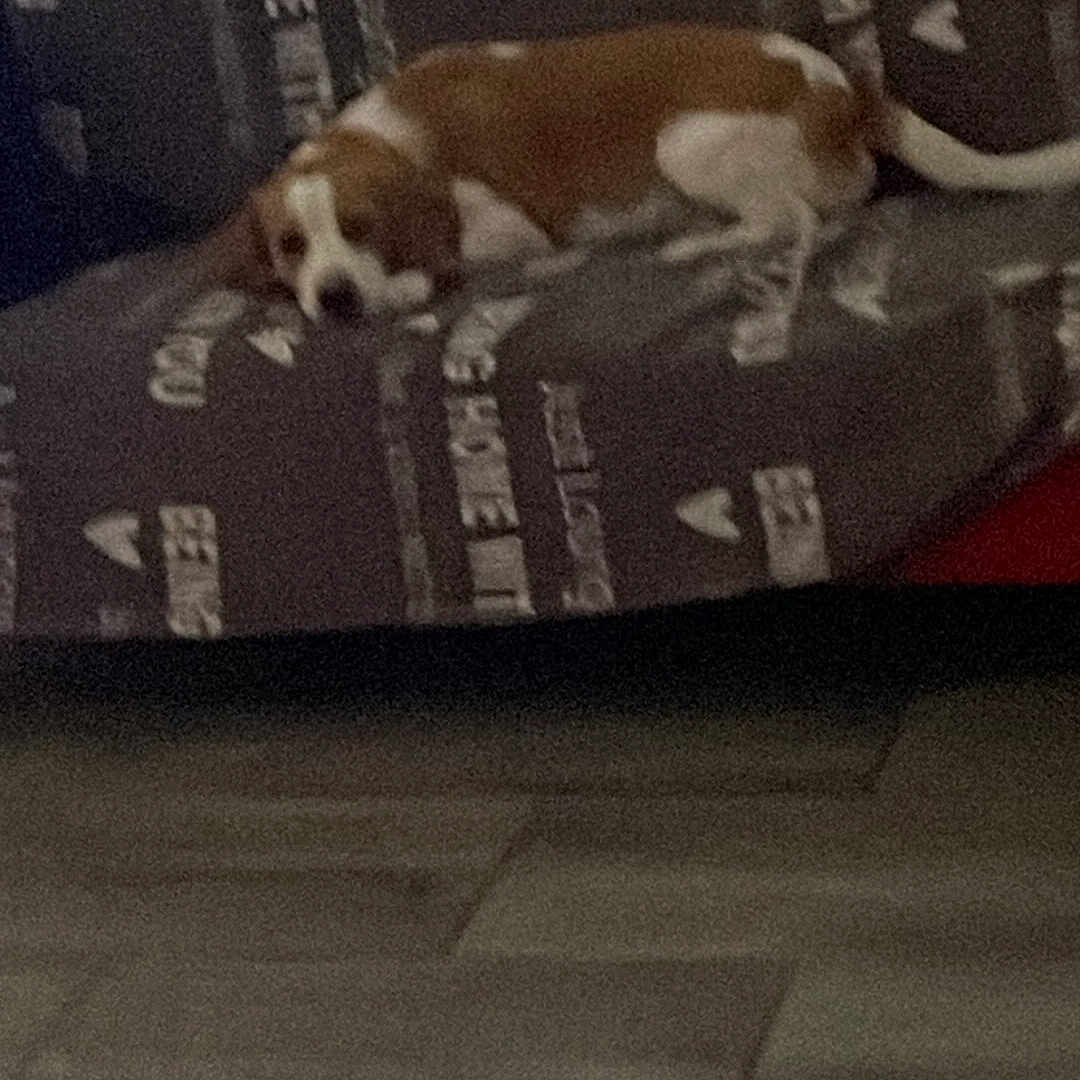 Jull a rejoint le concours — aidez-le/la à gagner de superbes lots ! dog, couch, indoor, pet, resting, brown_and_white, floor, blanket, furniture, home, relaxed, sleepy, animal, canine, living_room, patterned, domestic, comfort, laying, quiet