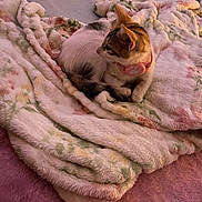 Perle participe au concours pour gagner de l'argent avec cette photo : animal, blanket, cat, collar, comfort, cozy, cute, domestic, fluffy, fur, indoor, kitten, looking, lying, pattern, pet, pink, resting, small, soft