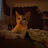 animal, bed, blanket, cat, cozy, curious, curtains, domestic, fan, furniture, indoor, low_light, night, pet, quiet, resting, room, shadow, sleeping_area, window