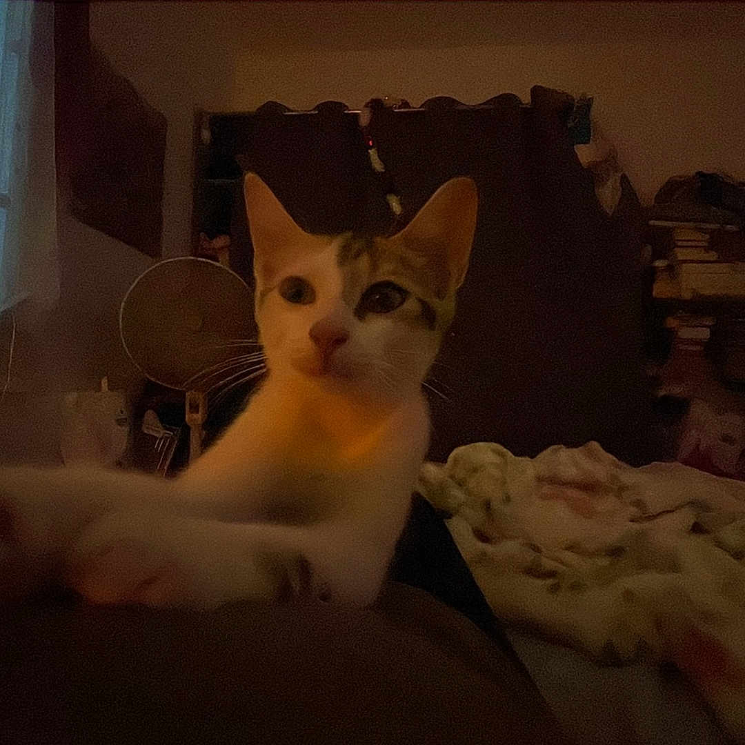 Perle