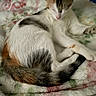 Perle a rejoint le concours — aidez-le/la à gagner de superbes lots ! animal, blanket, calico, cat, cozy, curled_up, cute, ears, floral_pattern, fur, indoor, paw, pet, pink_nose, relaxed, resting, sleeping, soft_texture, tail, whiskers