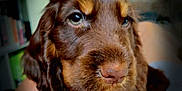 Apy a rejoint le concours — aidez-le/la à gagner de superbes lots ! puppy, dog, brown, closeup, pet, animal, cute, fluffy, indoors, person, hand, face, fur, portrait, young, canine, eyes, background, sitting, domestic