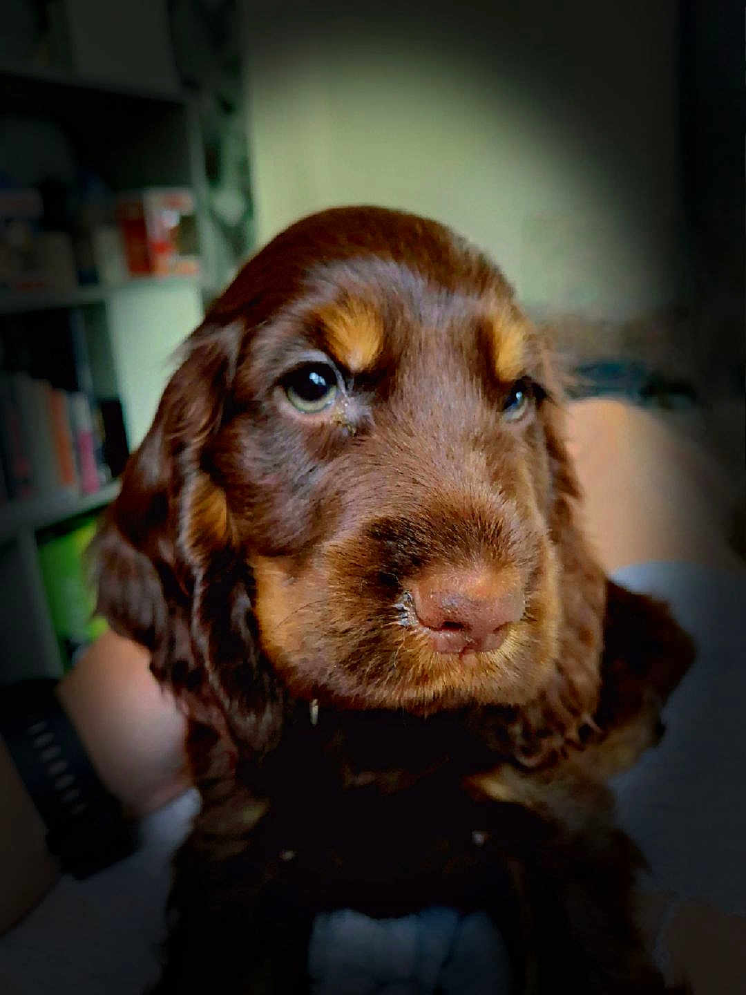 Apy a rejoint le concours — aidez-le/la à gagner de superbes lots ! puppy, dog, brown, closeup, pet, animal, cute, fluffy, indoors, person, hand, face, fur, portrait, young, canine, eyes, background, sitting, domestic