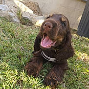Apy a rejoint le concours — aidez-le/la à gagner de superbes lots ! puppy, dog, brown, grass, outdoor, pet, canine, happy, playful, young, ears, collar, nature, sunlight, tongue, mouth_open, paw, fur, animal, yard