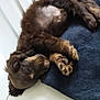 Apy participe au concours pour gagner de l'argent avec cette photo : puppy, sleeping, dog, blanket, floor, tile, curled_up, fur, paw, cute, pet, animal, resting, indoor, cozy, young, brown, closeup, relaxing, canine