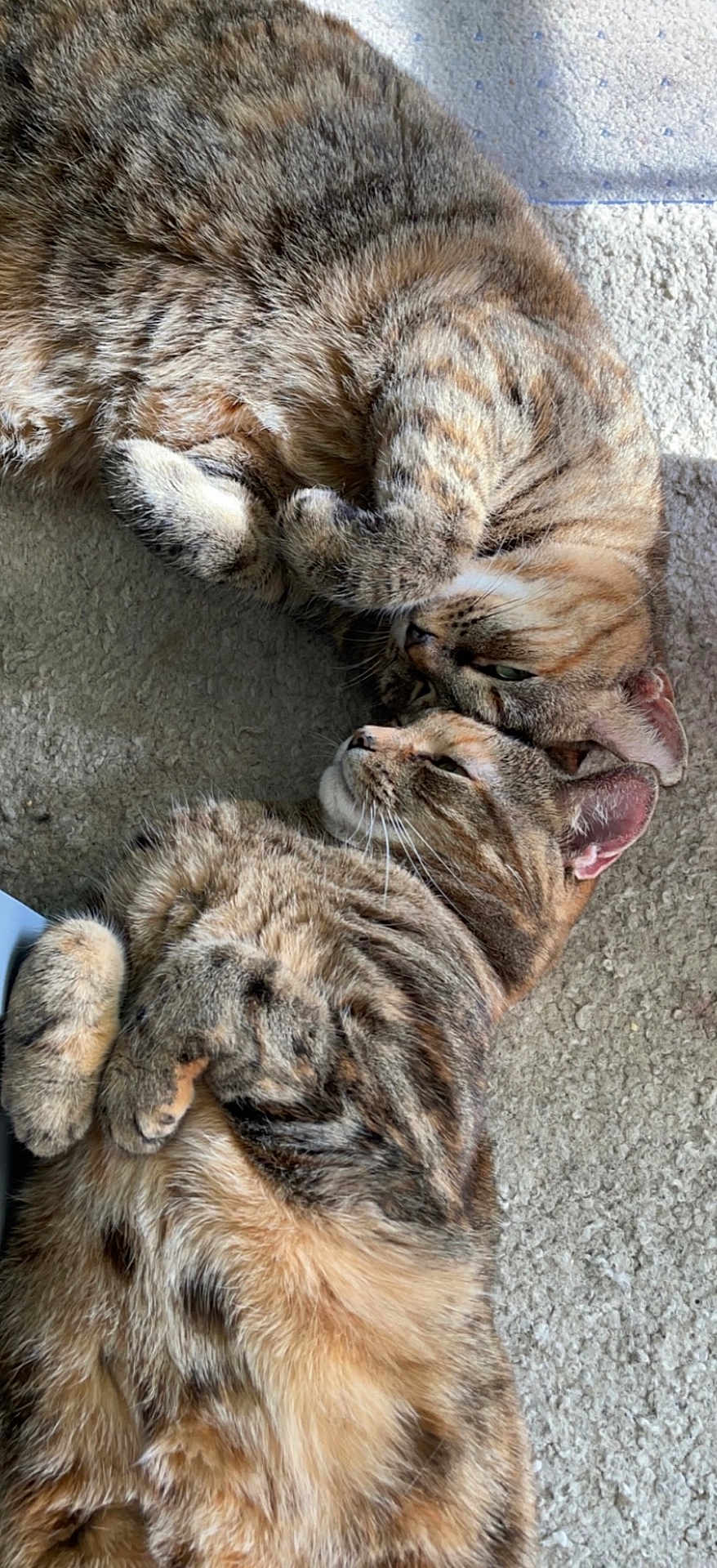 Rosie And Misti