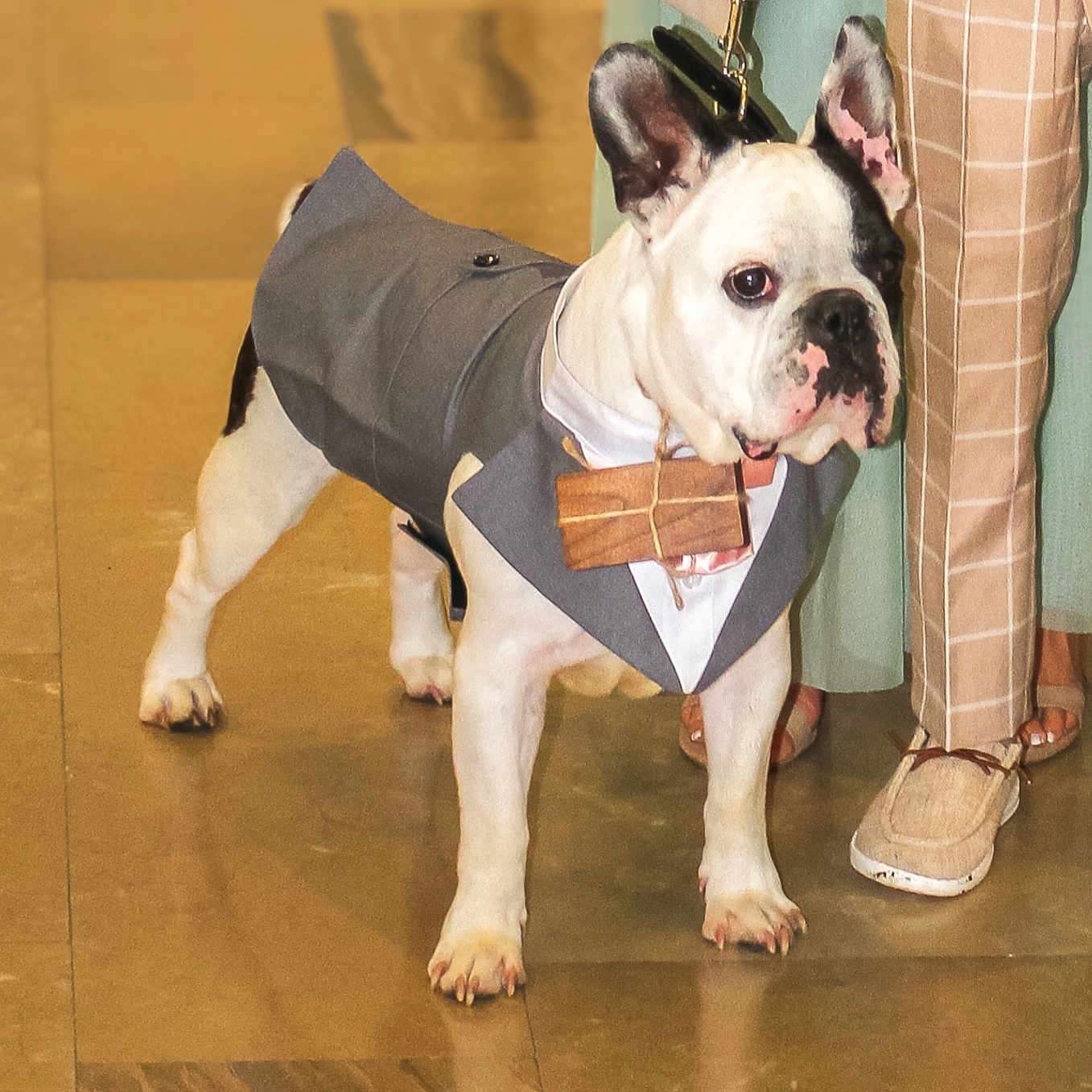 Lexo participe au concours pour gagner de l'argent avec cette photo : accessories, adult, animal, bulldog, canine, clothing, dog, footwear, formalwear, frenchbulldog, hardwood, male, man, person, pet, pitbull, sandal, shoe, strap, wood