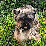 Topaze participe au concours pour gagner de l'argent avec cette photo : dog, grass, outdoor, pet, animal, tongue_out, fur, playful, sunlight, collar, cute, mammal, nature, greenery, small_dog, canine, tongue, relaxed, fluffy, adorable