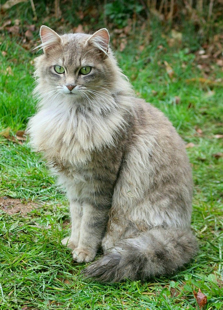 Cachemire a rejoint le concours — aidez-le/la à gagner de superbes lots ! british_longhair, carnivore, cat, domestic_short_haired_cat, felidae, fur, grass, grassland, groundcover, herbaceous_plant, maine_coon, plant, small_to_medium_sized_cats, snout, tail, terrestrial_animal, tree, whiskers, wildlife