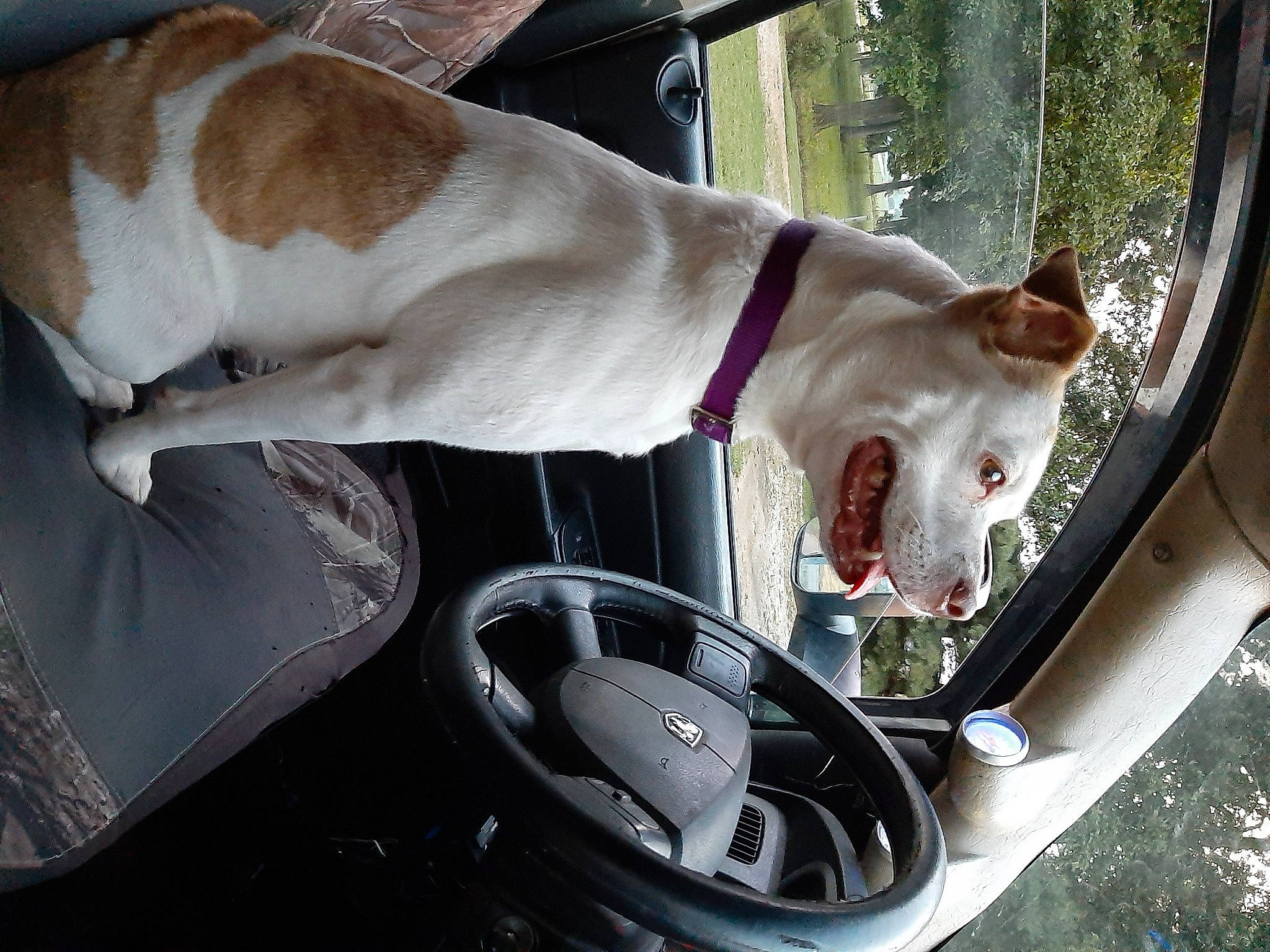 Wrigley Sue joined the competition — help win amazing prizes! automotive_design, automotive_exterior, automotive_lighting, automotive_tire, car, carnivore, collar, companion_dog, dog, dog_breed, fawn, fender, hood, hubcap, motor_vehicle, steering_wheel, tire, vehicle, vehicle_door, wheel