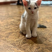 Storm is registered to the contest to win money with this photo: animal, blurred_background, cat, curious, cute, domestic, ears, floor, fur, gray, indoor, kitten, pet, portrait, sitting, small, soft, whiskers, white, young