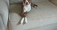 Bella joined the competition — help win amazing prizes! dog, pet, couch, indoor, living_room, beige, crossed_paws, small_dog, relaxed, plush_toy, floor, tile_floor, furniture, brown_and_white, cute, animal, companion, cozy, domestic, resting