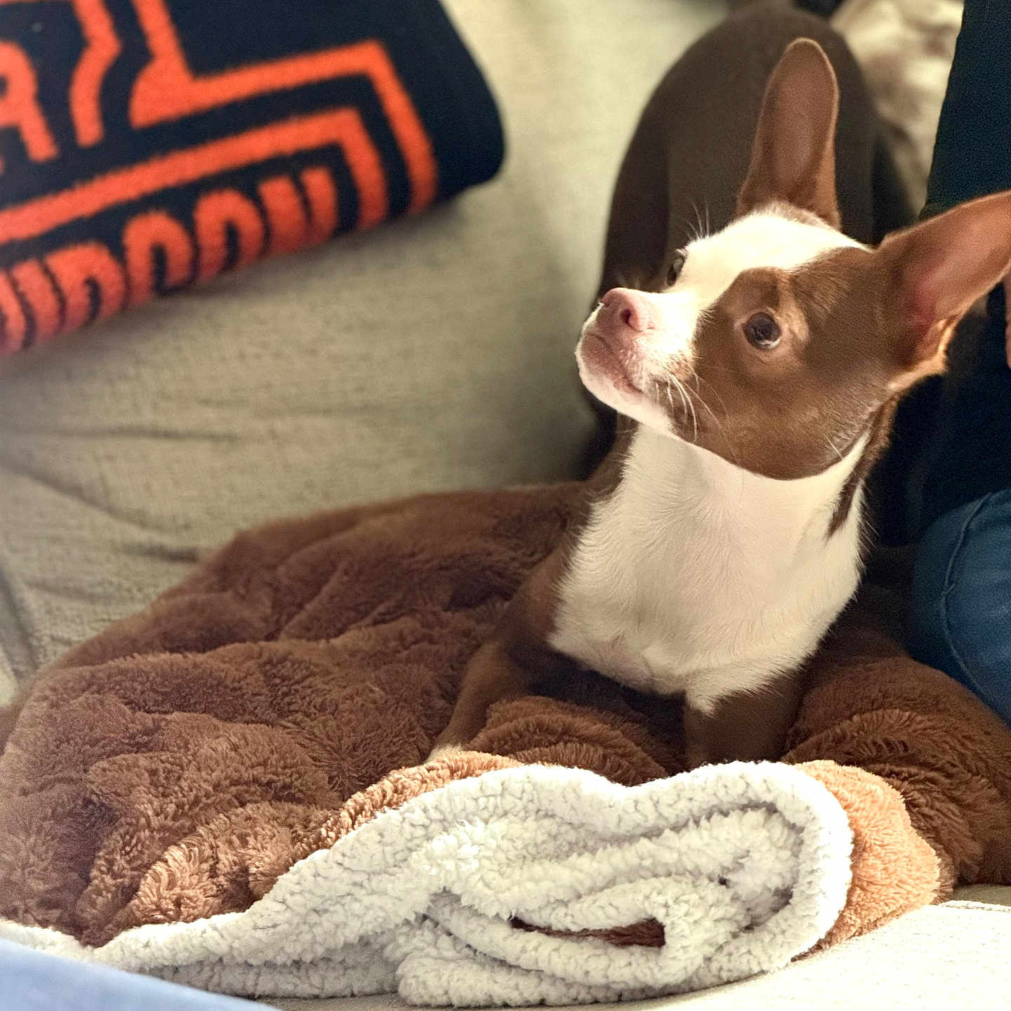 Bella