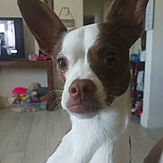 Bella is registered to the contest to win money with this photo: dog, pet, close_up, indoor, living_room, ears, face, brown, white, curious, furniture, television, toy, floor, wall, portrait, domestic_animal, canine, household, animal