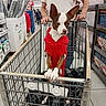 Bella is registered to the contest to win money with this photo: dog, shopping_cart, person, red_sweater, store, aisle, shopping, pet, clothing, indoor, retail, hand, floor, shelf, plastic_wrap, container, box, brown_and_white, ears, paws