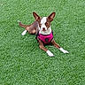 Bella is registered to the contest to win money with this photo: dog, canine, pet, grass, greenery, outdoor, animal, lying_down, brown, white, harness, small_dog, ears_up, resting, nature, mammal, cute, fur, summer, daytime