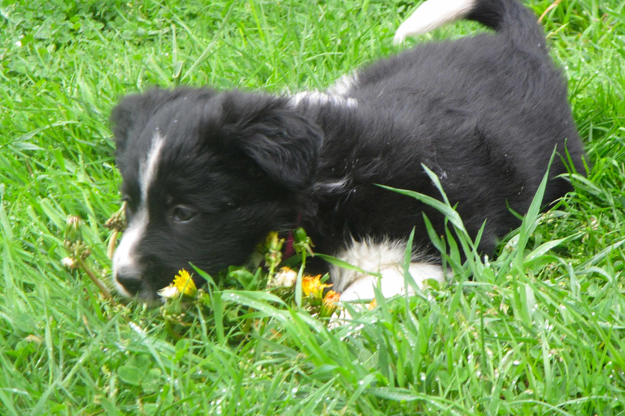 Kloie
