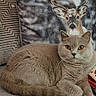 Savana participe au concours pour gagner de l'argent avec cette photo : cat, gray_cat, couch, pillow, deer_image, antlers, indoor, furniture, cozy, pet, animal, fur, whiskers, relaxed, looking_at_camera, cushion, home, decor, winter_theme, resting