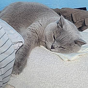 Savana participe au concours pour gagner de l'argent avec cette photo : cat, sleeping, grey_cat, feline, indoor, cozy, resting, soft_texture, blanket, blue_wall, pet, fur, relaxation, cute, animal, domestic_cat, paw, calm, comfort, home
