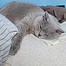 cat, sleeping, grey_cat, feline, indoor, cozy, resting, soft_texture, blanket, blue_wall, pet, fur, relaxation, cute, animal, domestic_cat, paw, calm, comfort, home